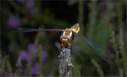 Brian Marcer - Broad Bodied Chaser